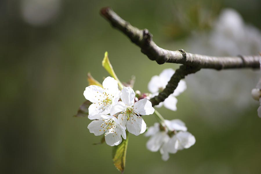 Bud And Flower Of Cherry Tree Photograph by Martial Colomb