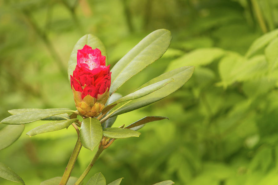 Bud and leaves of a red Rhododendron by Edita Edith Anna Brus Bud and leaves of a red Rhododendron by Edita Edith Anna Brus