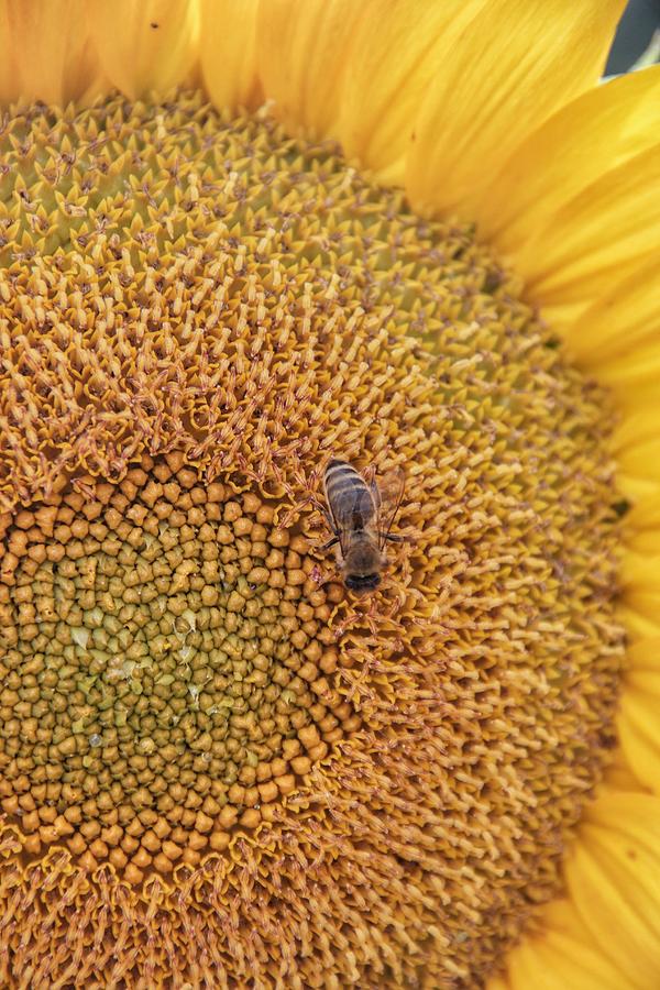 Bud Crawl Photograph by Alexandra Herzog - Fine Art America