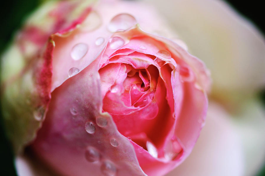 Bud Of Rose Wet Because Of Rain Photograph by Glittering Star. A Whisper Of Trees. The Noise Of The Town.