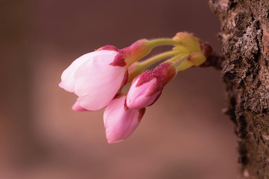 Bud To Bloom Photograph