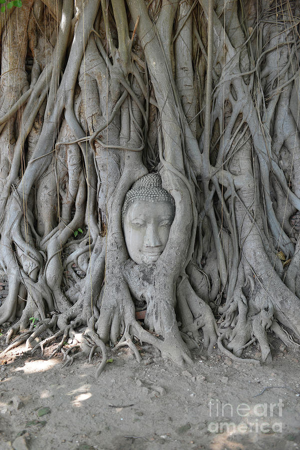 Buddha , Ayutthaya, Thailand Photograph by Wichianduangsri