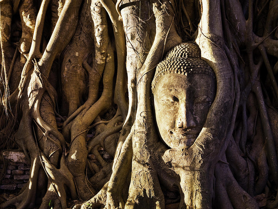 Buddha Head In Roots Digital Art by Luigi Vaccarella