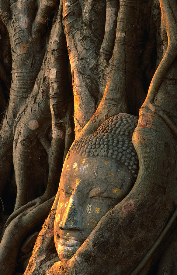 Buddha Head Inbedded In Roots At Wat Photograph by Anders Blomqvist
