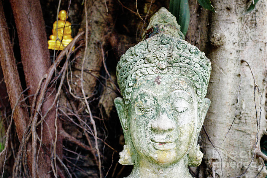 Buddha in the Back Photograph by Dean Harte