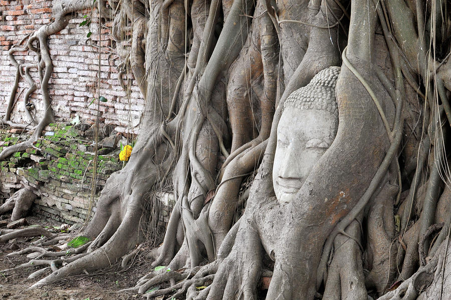 Buddha Wat Phra Mahathat Photograph by David Augustin