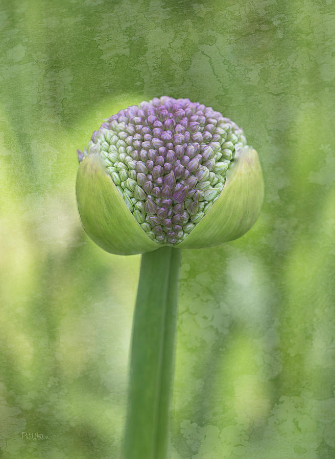 Floral Photograph - Budding Allium by Pat Watson