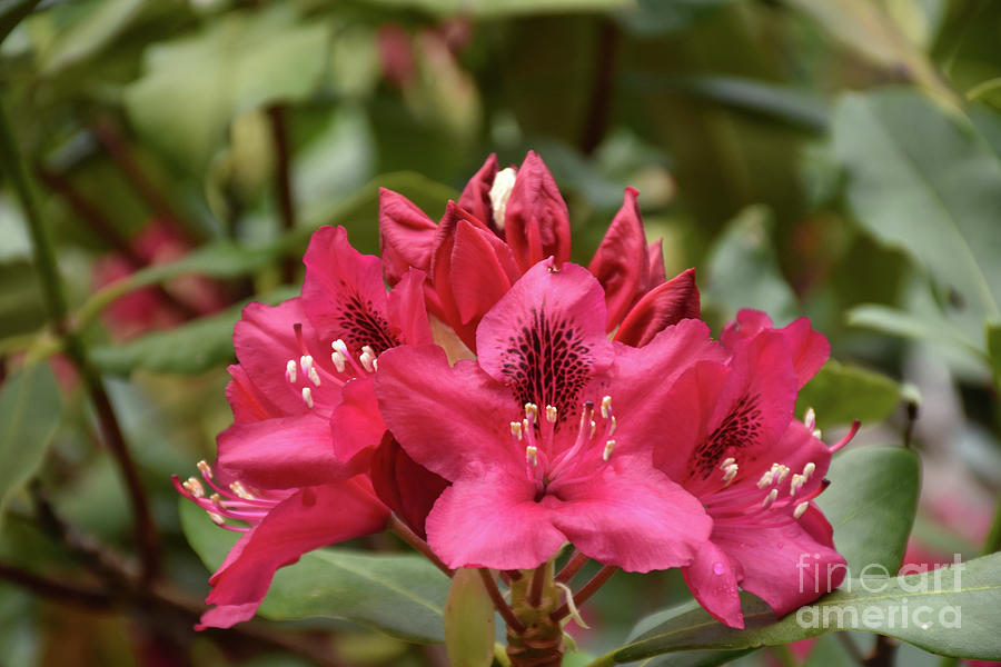 Nature Photograph - Budding and Blooming Red Rhododendron Bush Flowering by DejaVu Designs
