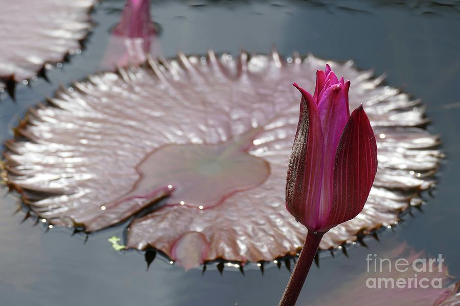 Budding Beauty Photograph By Cindy Manero Fine Art America