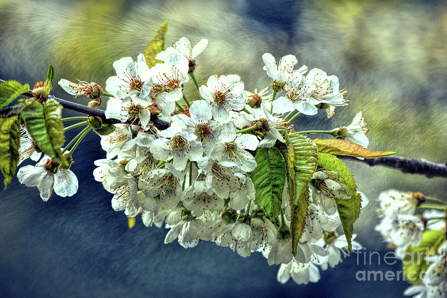 Budding Blossoms Photograph by Vivian Martin