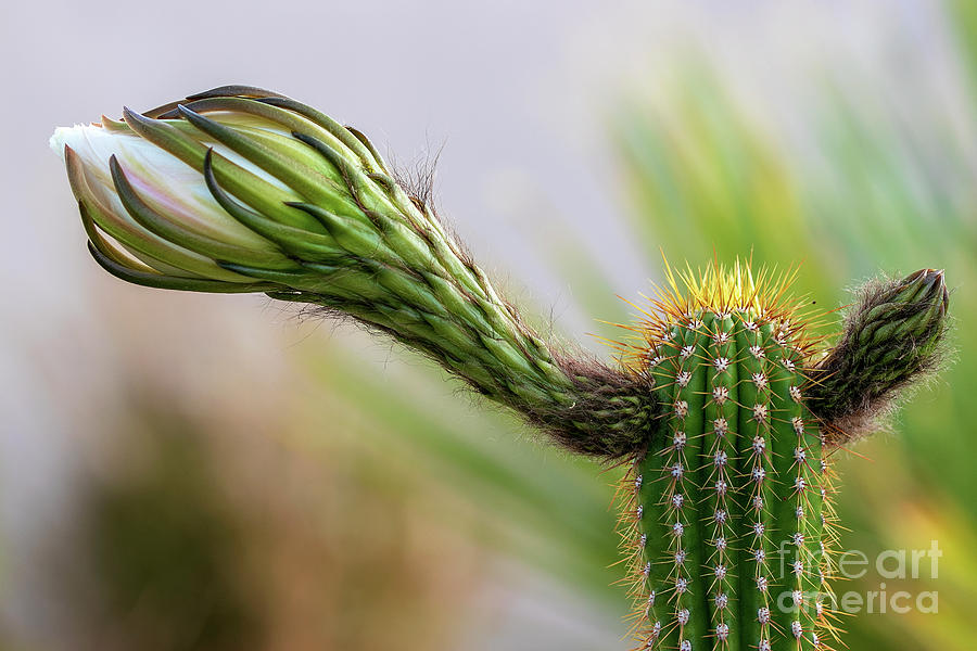 Budding Cactus Flower 1 Photograph by Jeff Parish