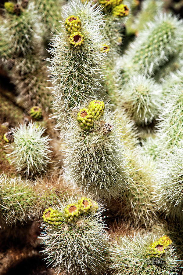 Budding Cholla by Scott Kemper Budding Cholla by Scott Kemper