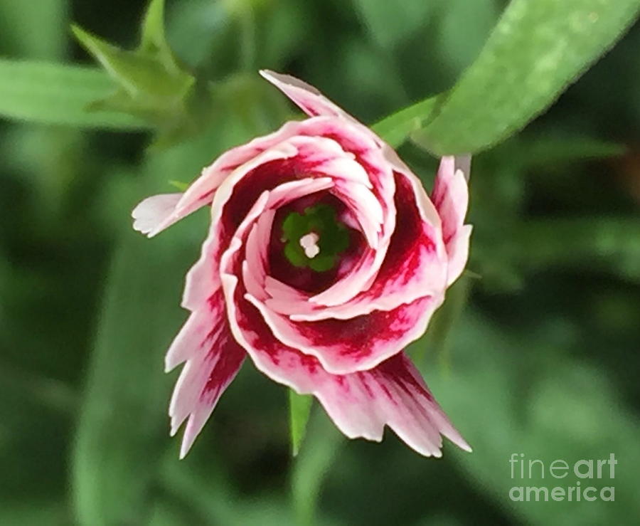 Budding Flower by Marti Magna Budding Flower by Marti Magna