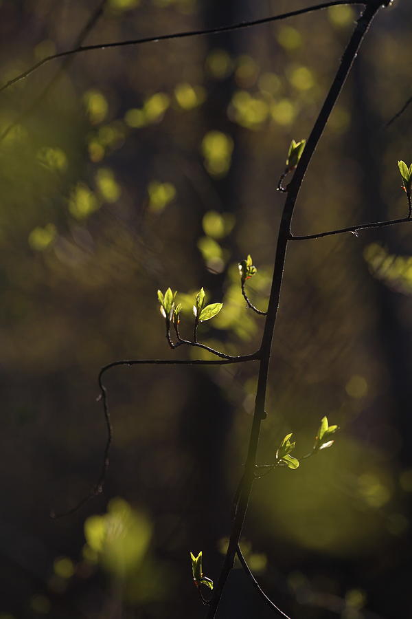 Budding Leaves Are Glowing Green In A Sunny Forest In Spring 1 Photograph