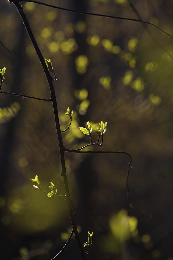 Budding Leaves Are Glowing Green In A Sunny Forest In Spring 2 Photograph