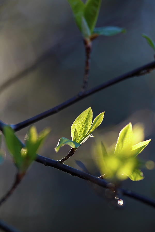 Budding leaves are glowing in the spring sunshine 1 Photograph by Ulrich Kunst And Bettina Scheidulin