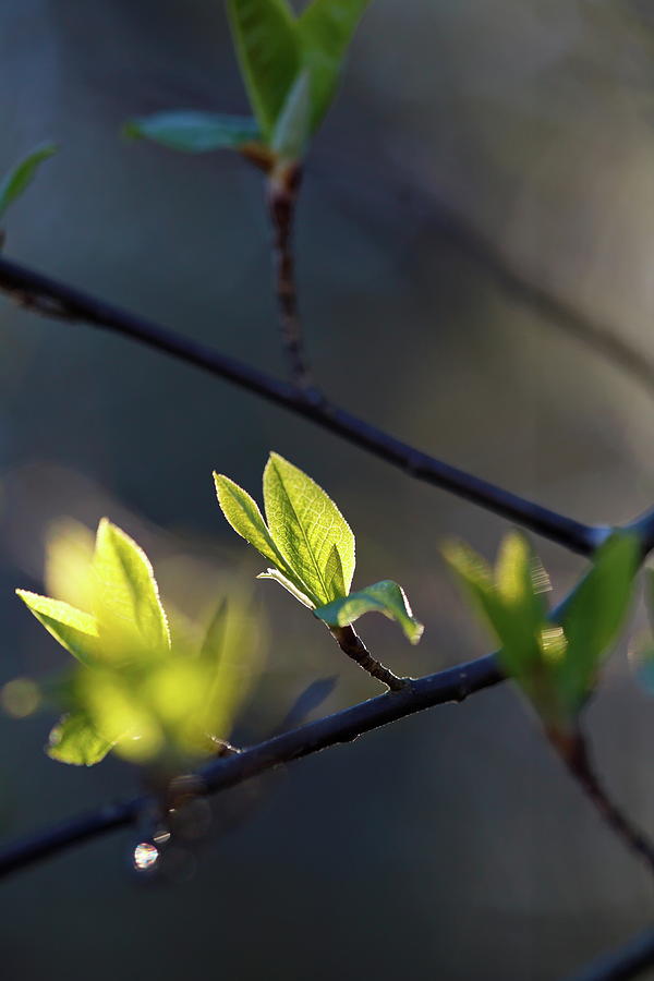 Budding leaves are glowing in the spring sunshine 2 Photograph by Ulrich Kunst And Bettina Scheidulin