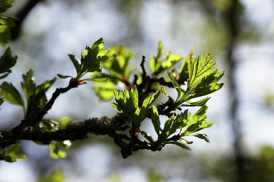 Budding Leaves In Spring Photograph by Kennet House Of Pictures / Havgaard