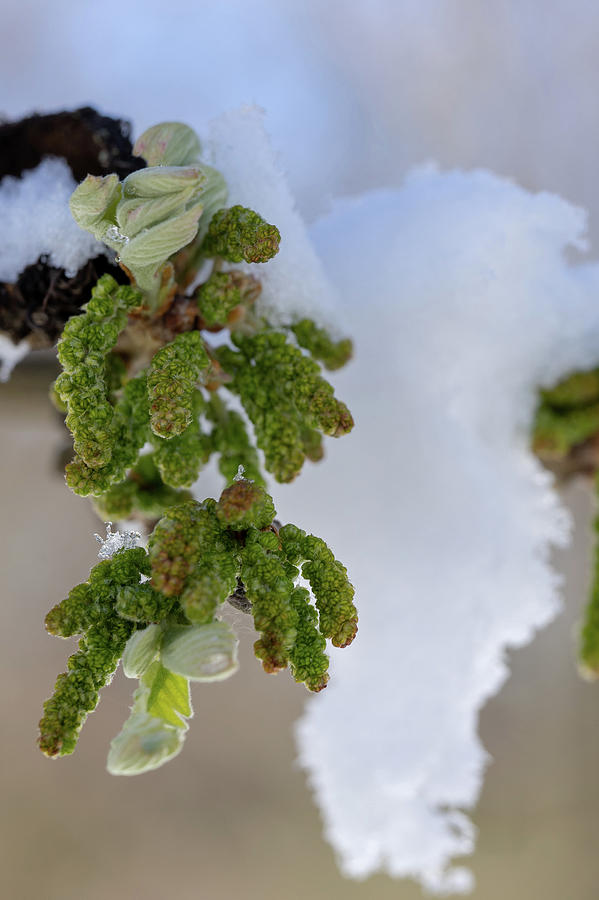 Budding Oak Leaf in Spring Snow Photograph by Brooke Bowdren