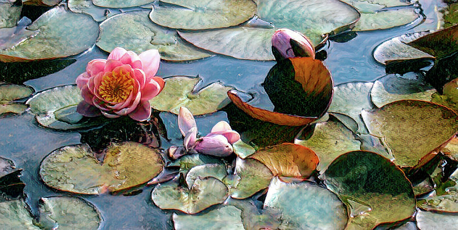 Budding by PAUL COCO Budding by PAUL COCO