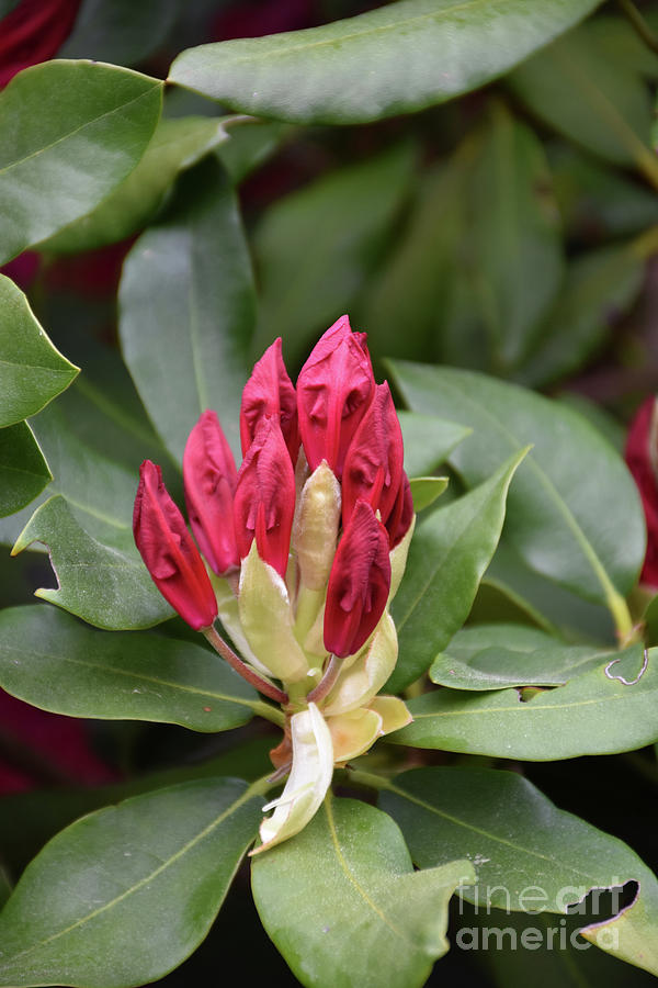 Nature Photograph - Budding Red Rhododendron Flower Bush About to Blossom by DejaVu Designs