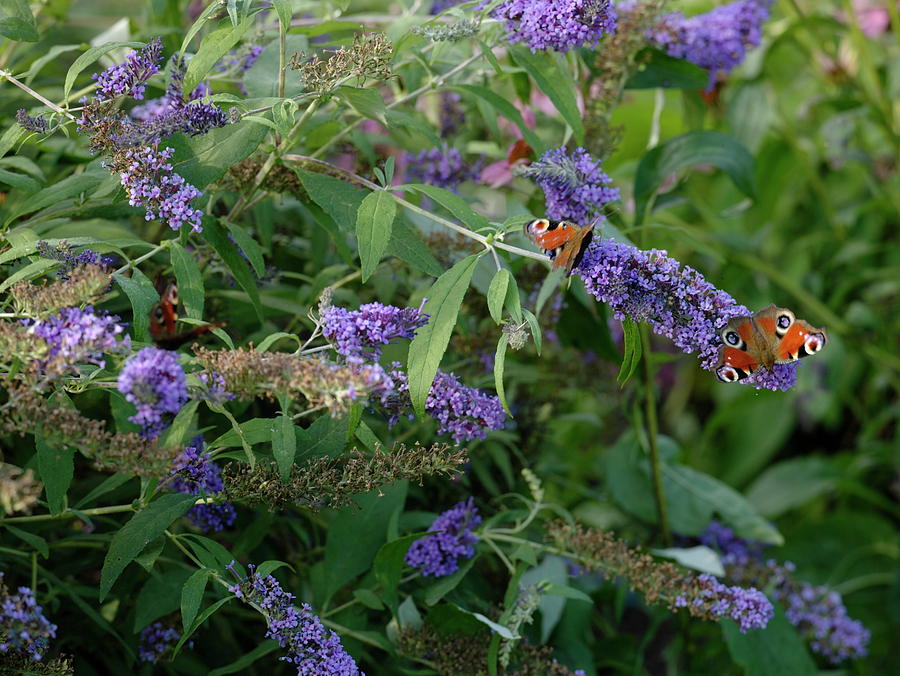 Buddleja Buzz 'violet' summer Lilac With Aglais Io Photograph by ...