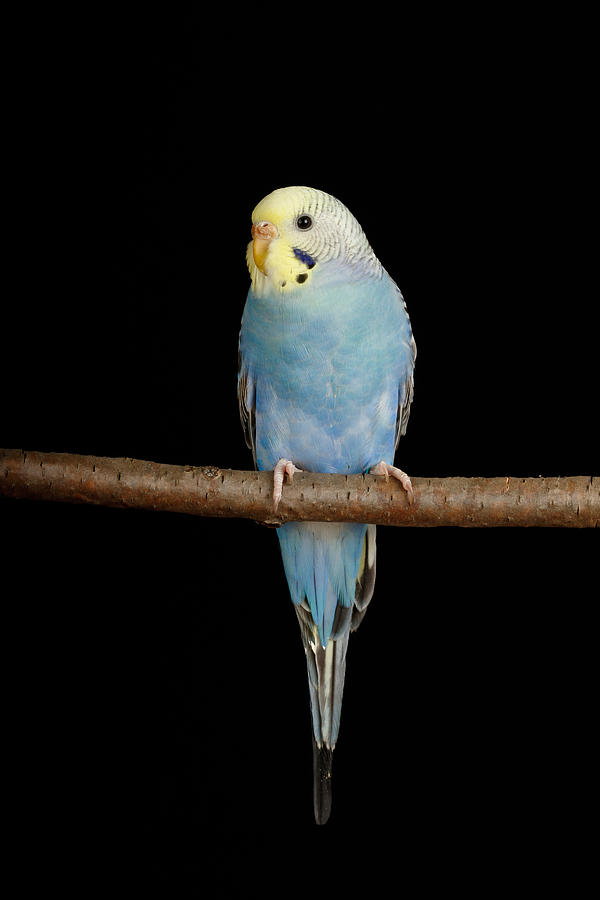 Parakeet Photograph - Budgerigar Melopsittacus Undulatus by David Kenny