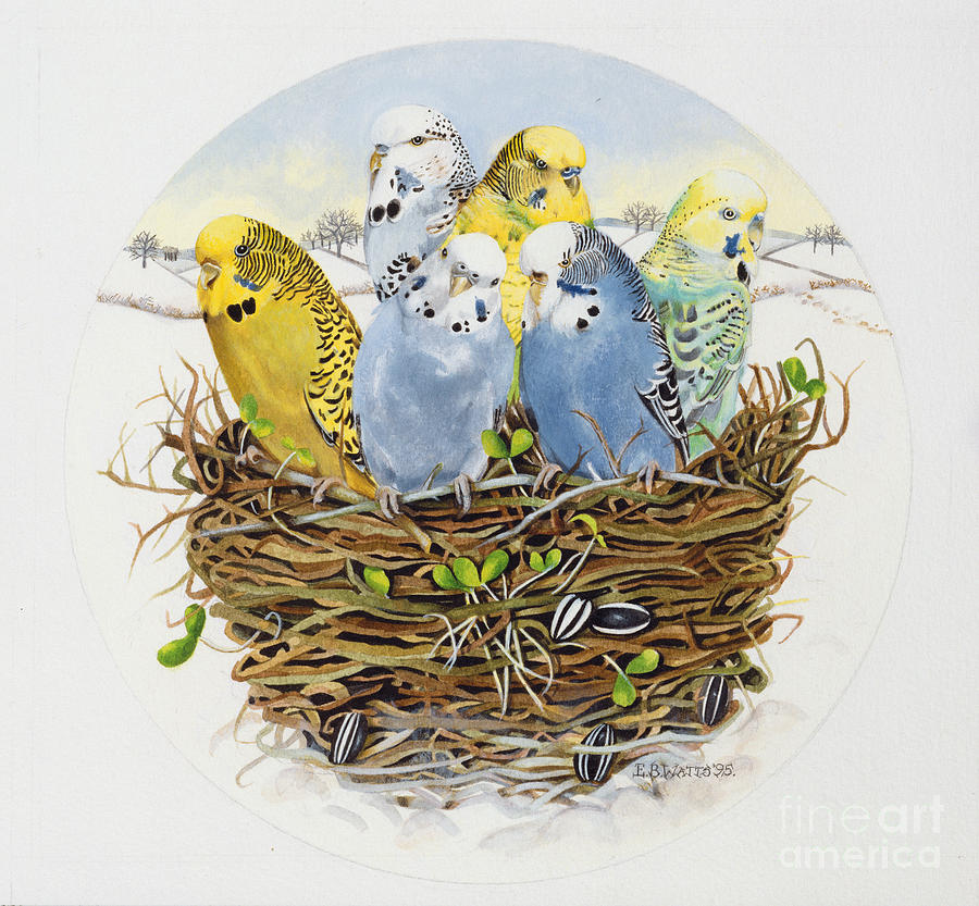 Budgerigars In A Nest Painting by Eb Watts