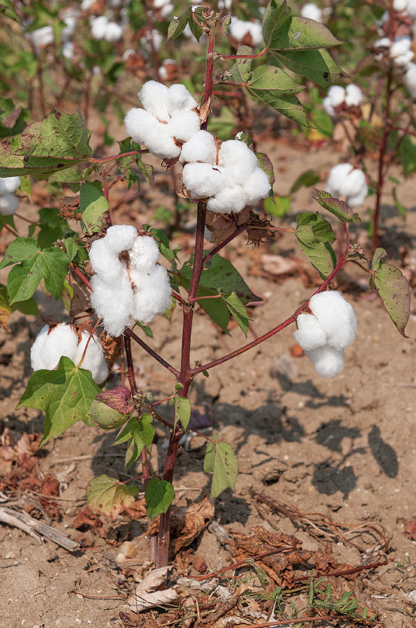 Buds of Cotton Photograph by Roy Pedersen