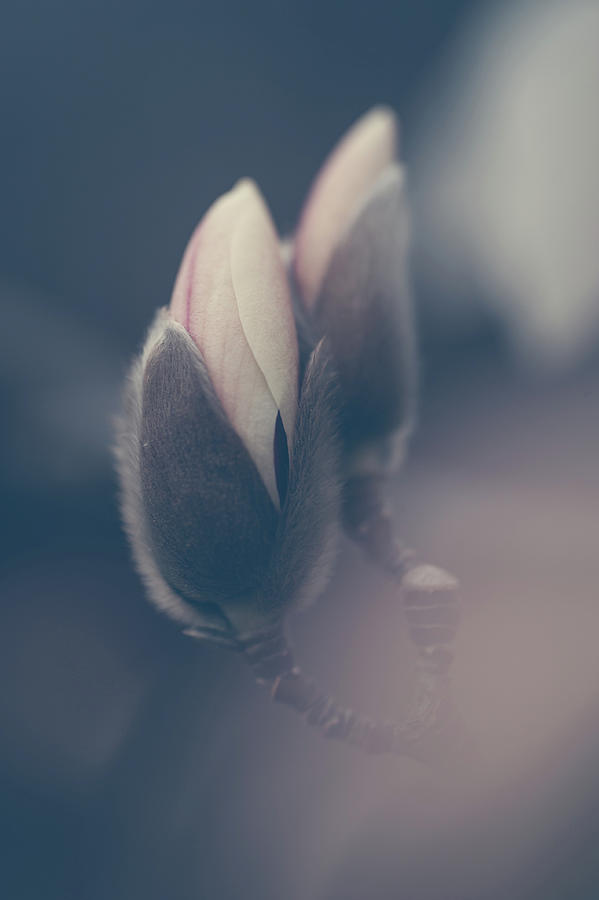 Buds of Zen Magnolia Boho Style Photograph by Jenny Rainbow