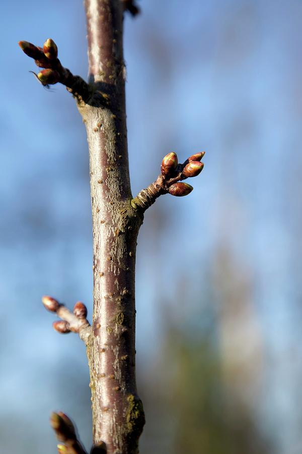Buds On A Branch Photograph by Barbara Bonisolli