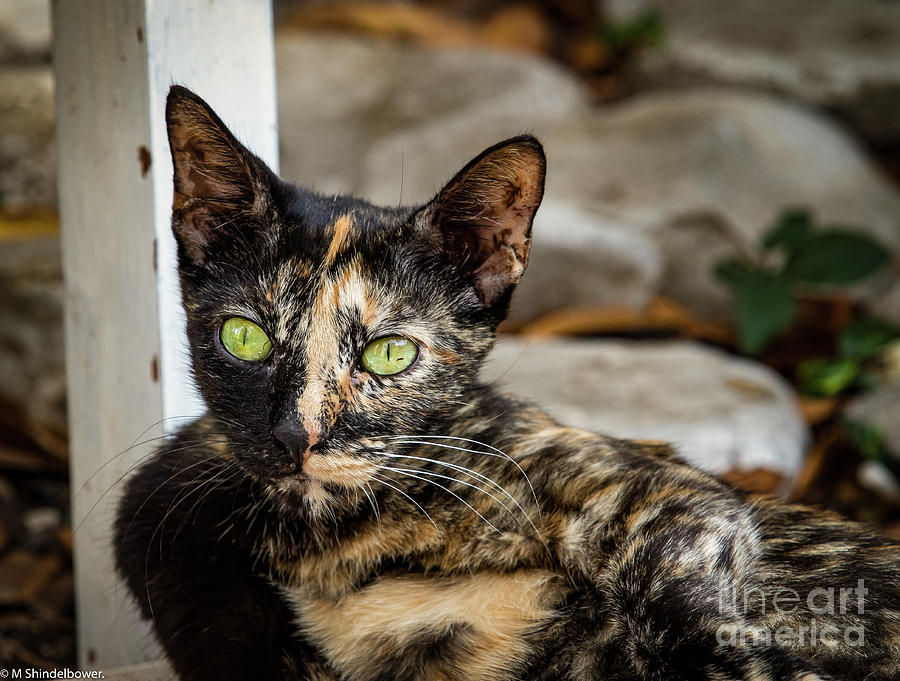 Budva Cat Photograph by Mitch Shindelbower