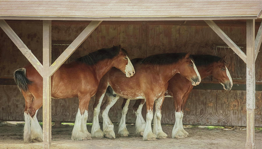 Budweiser Clydesdales Photograph by Carrie Ann Grippo-Pike
