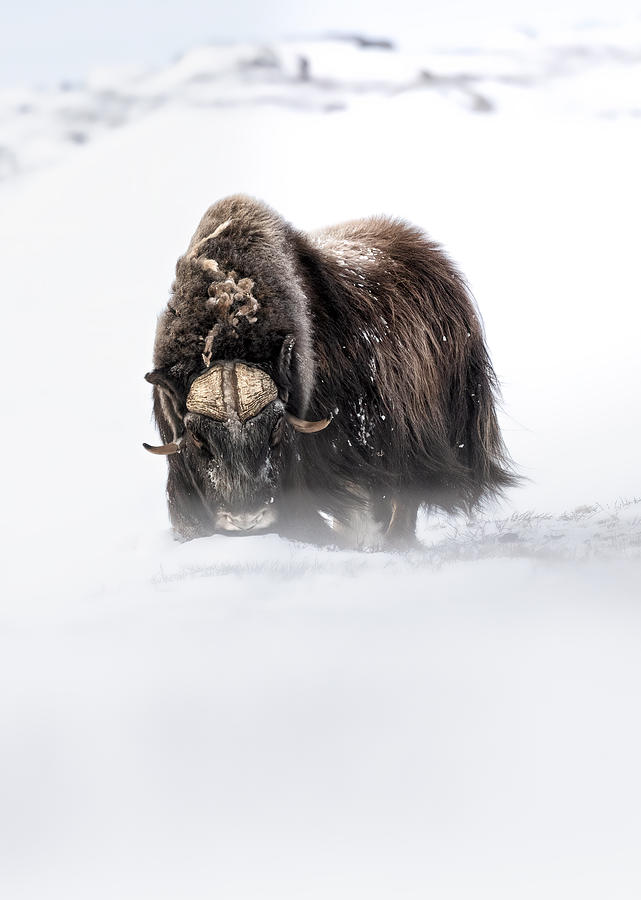 Bue Muschiato Photograph by Marco Barisone - Fine Art America