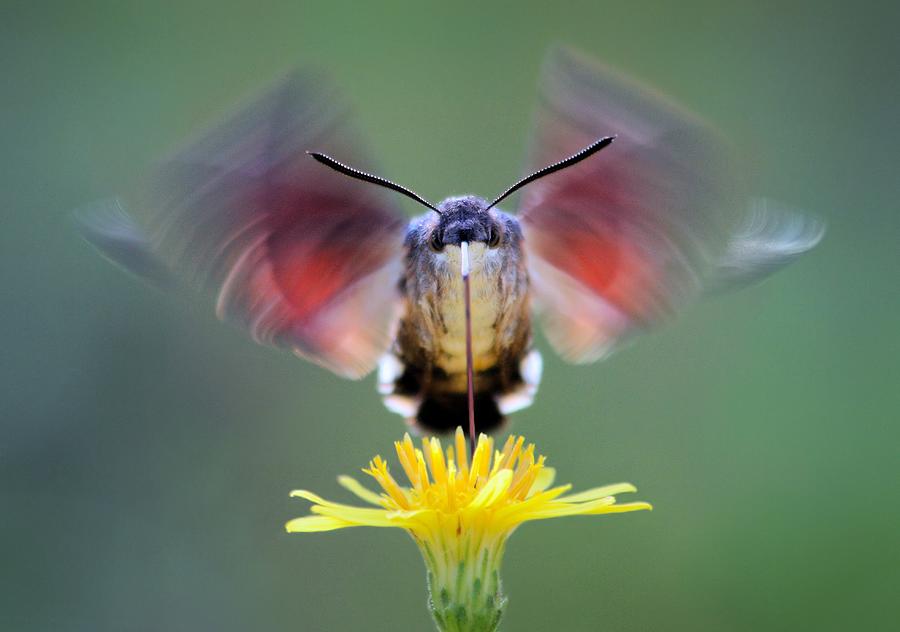 Hummingbird Photograph - Bufaforats by Jimmy Hoffman