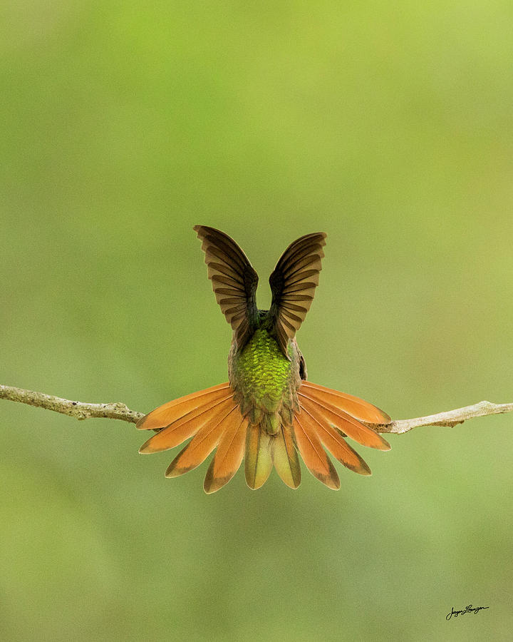 Buff-bellied Hummingbird Photograph by Jurgen Lorenzen