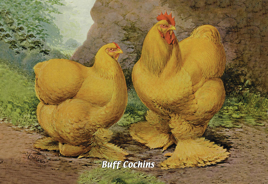 Chicken Painting - Buff Cochins by J.W. Ludlow