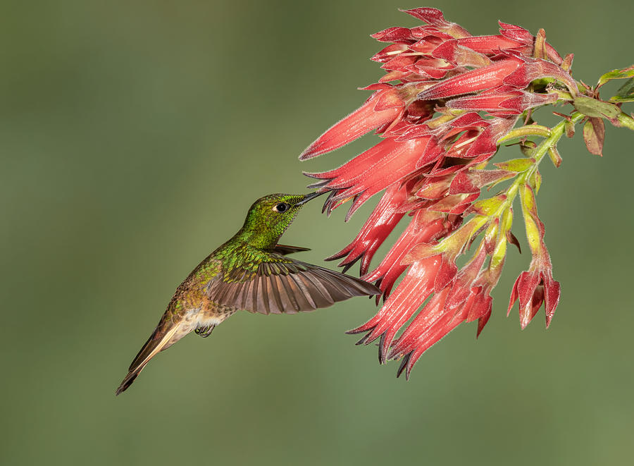 Nature Photograph - Buff-tailed Coronet - Hummingbird Beauty by Sheila Xu