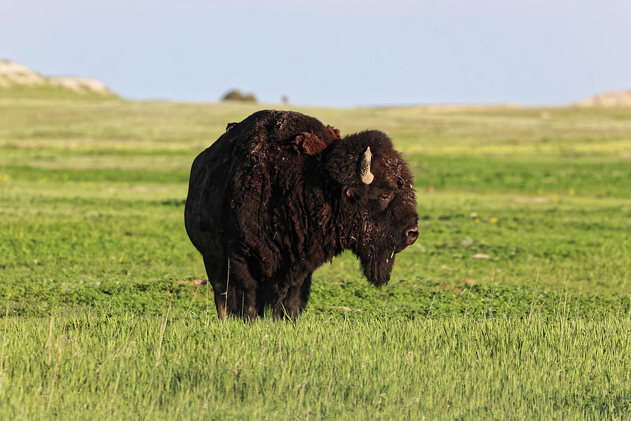 Buffalo at the entrance to Badlands NP Photograph by Doolittle Photography and Art