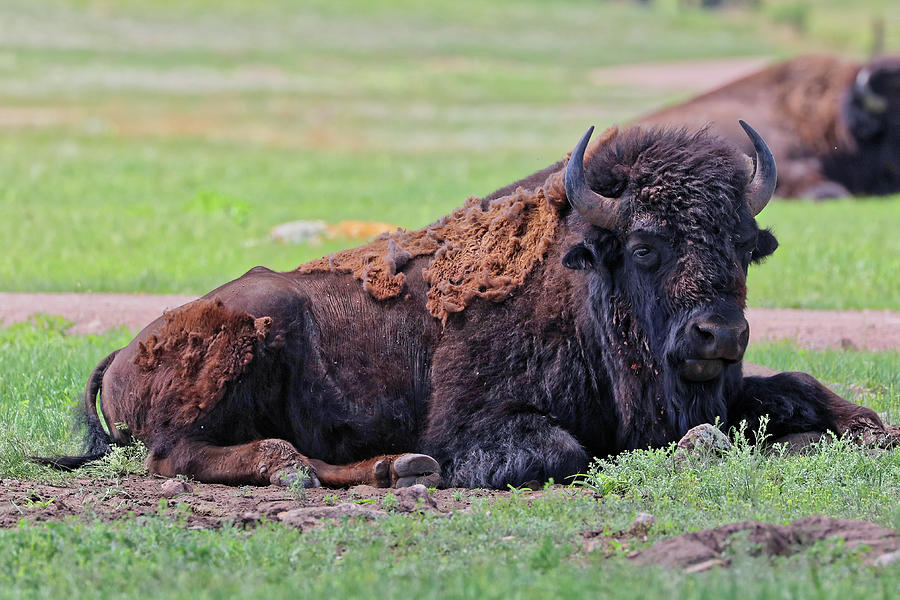 Buffalo 3 Photograph by Doolittle Photography and Art