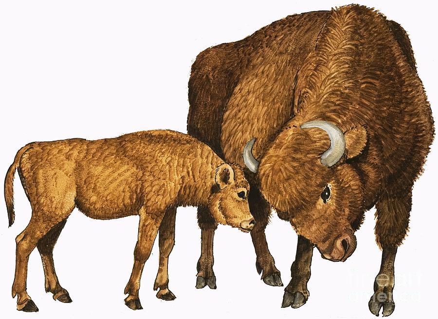 Buffalo And Calf Painting by English School