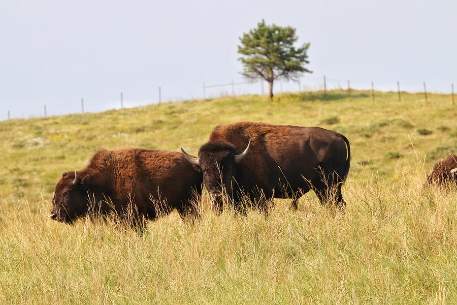Buffalo at Custer State Park  Photograph by Susan Jensen