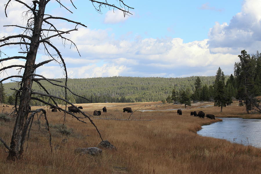 Buffalo at Nez Perce Canal Photograph by JR Cox - Fine Art America