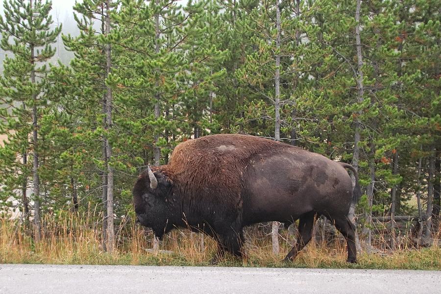 Buffalo at Yellowstone  Photograph by Susan Jensen