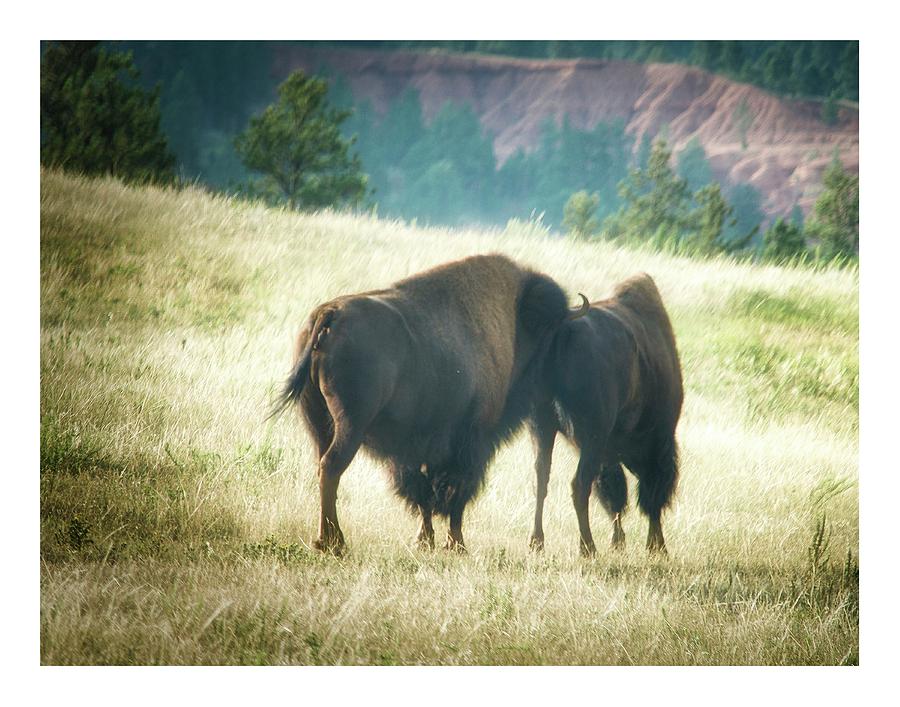 Buffalo Chalenge Photograph by Steve Benefiel