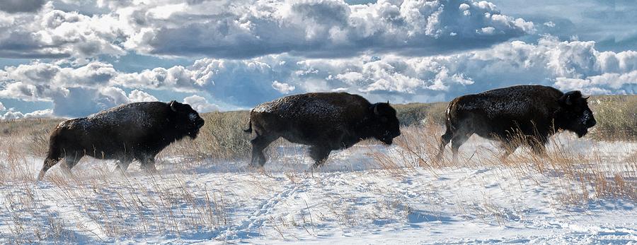 Buffalo charge.  Bison Running, Ground Shaking When They Trampled through Arsenal Wildlife Refuge Photograph by Lena Owens - OLena Art Vibrant Palette Knife and Graphic Design