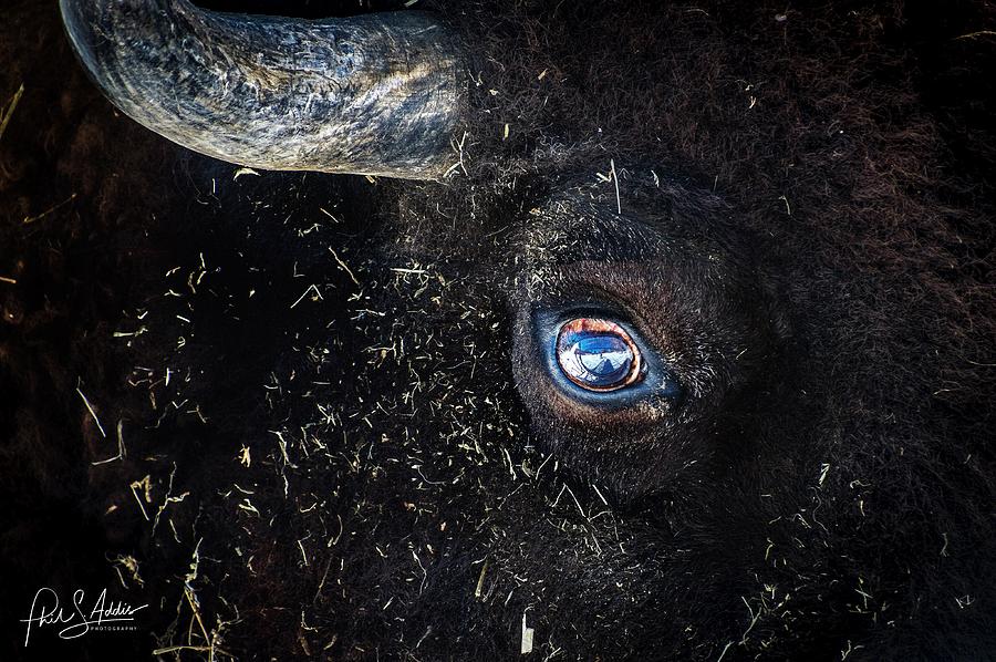 Buffalo Cody Photograph by Phil S Addis