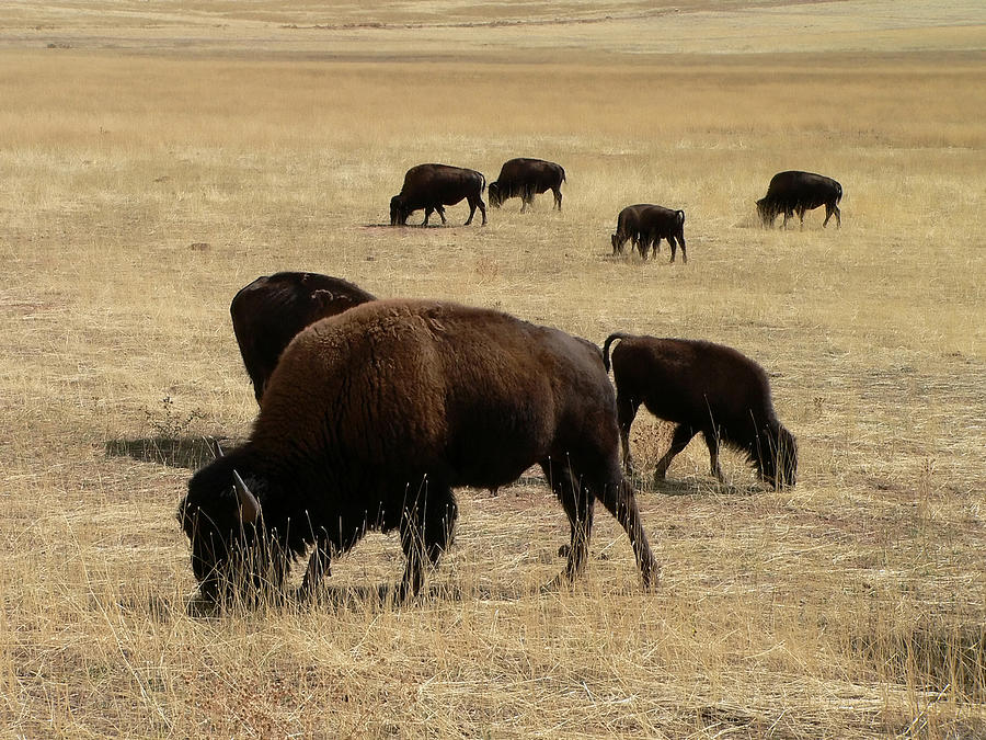 Buffalo Family Photograph by Arturbo