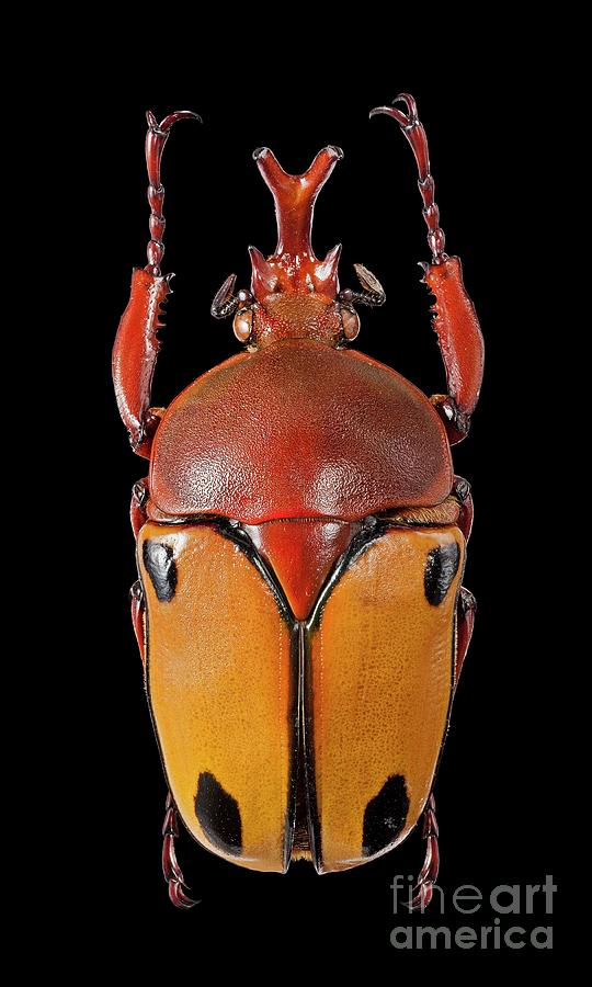 ankomst klimaks trend Buffalo Fruit Beetle Photograph by Natural History Museum, London/science  Photo Library