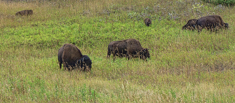 Buffalo Grazing 2 Photograph by Cathy Anderson